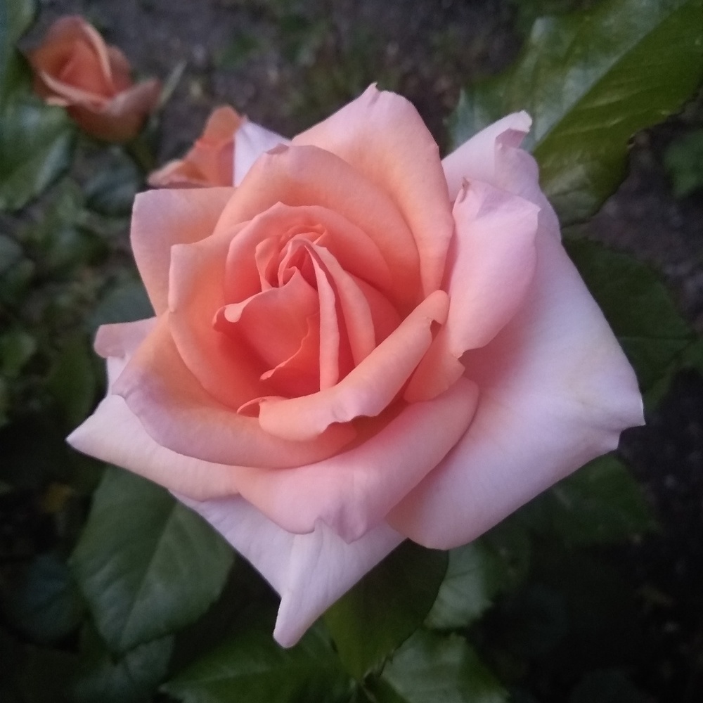 Meet your Posher, Kylie